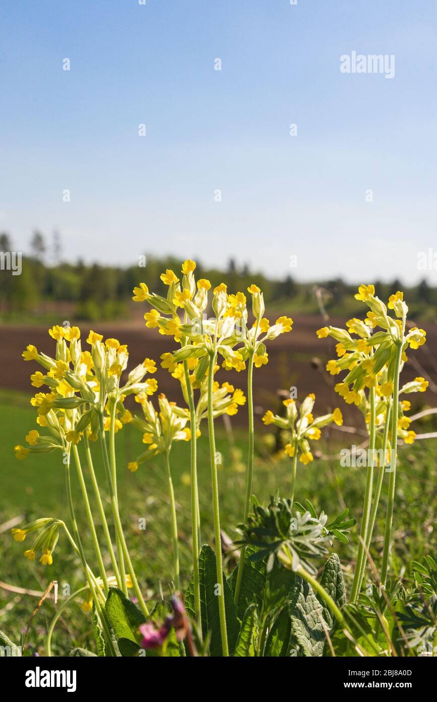 Cowslips on meadow hi-res stock photography and images - Alamy