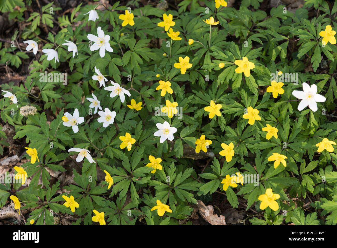 Beautiful close up of blossom white and yellow wood anemones Stock Photo