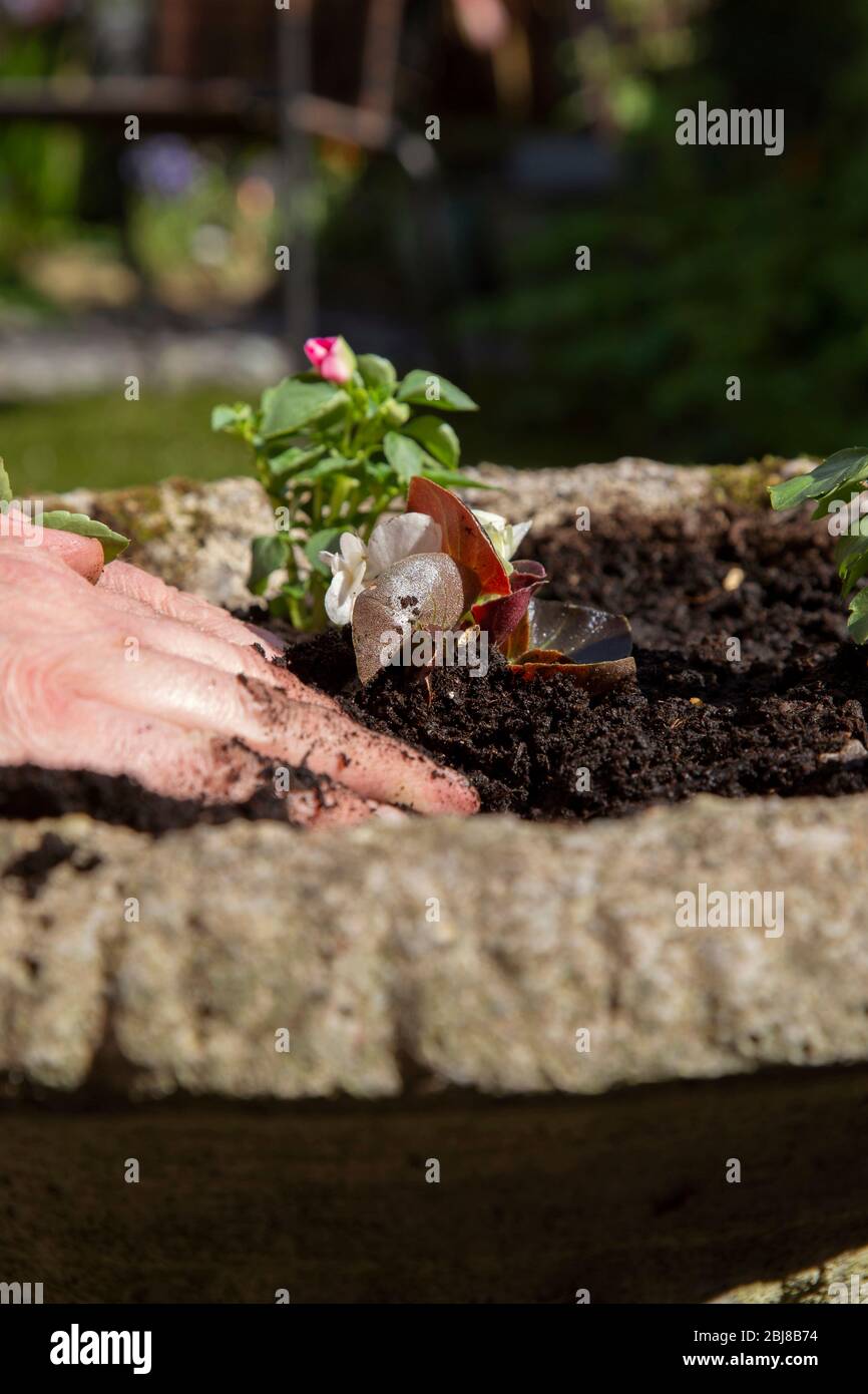 Man planting a begonia and impatiens bedding plant flower in a stone pot planter.  Gardening chore concept Stock Photo
