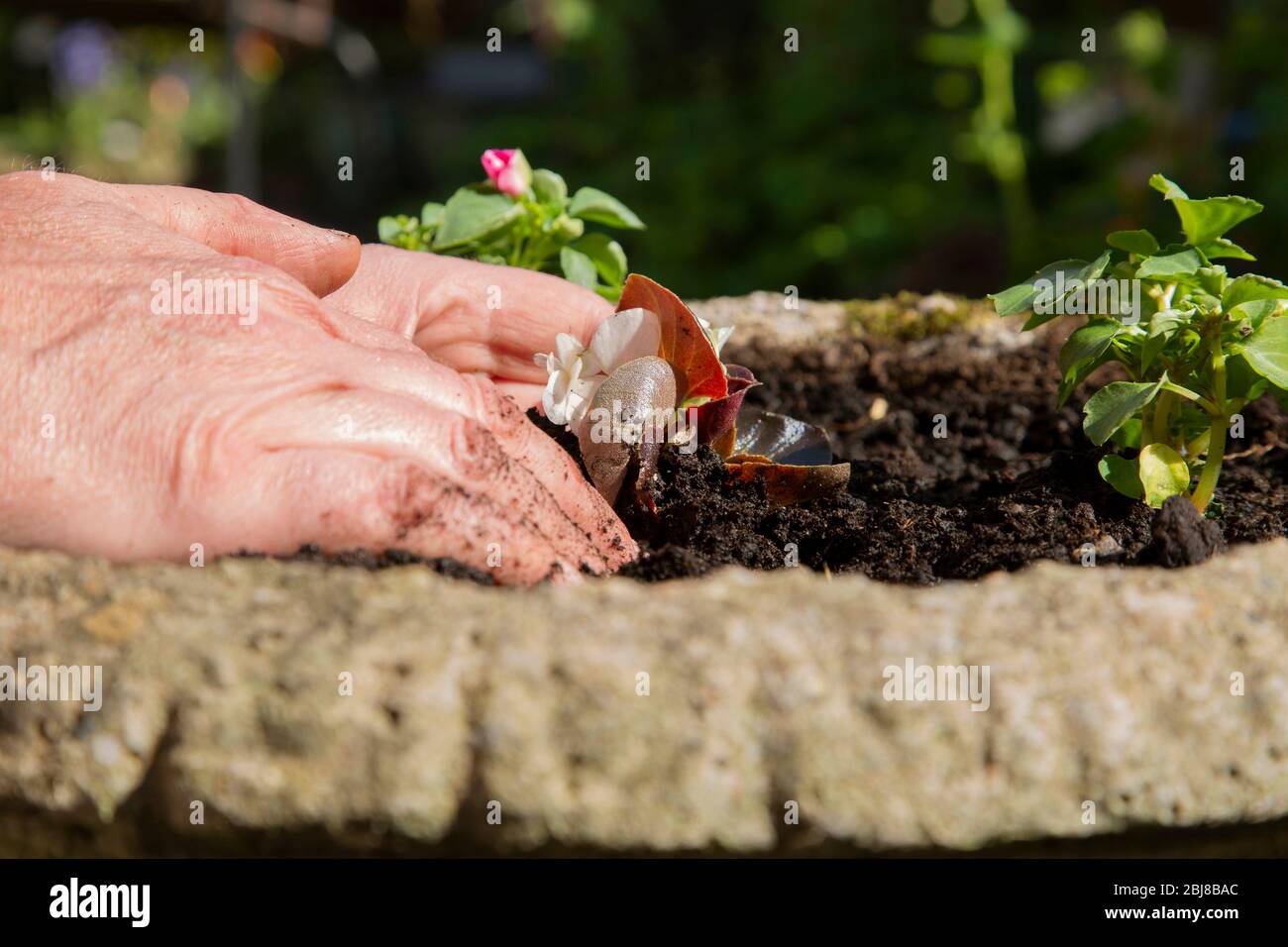 Man planting a begonia and impatiens bedding plant flower in a stone pot planter.  Gardening chore concept Stock Photo