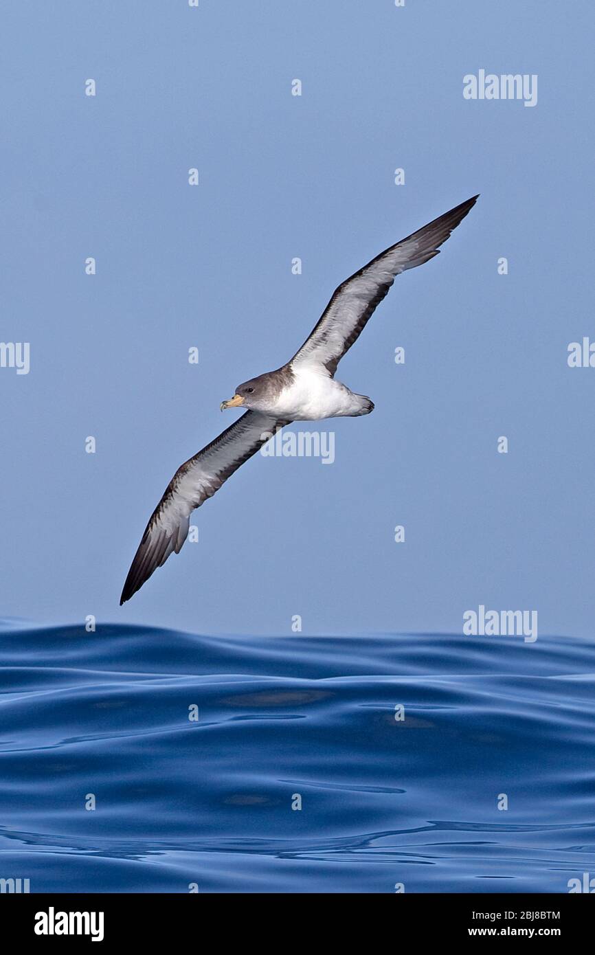 Shearwater bird hires stock photography and images Alamy