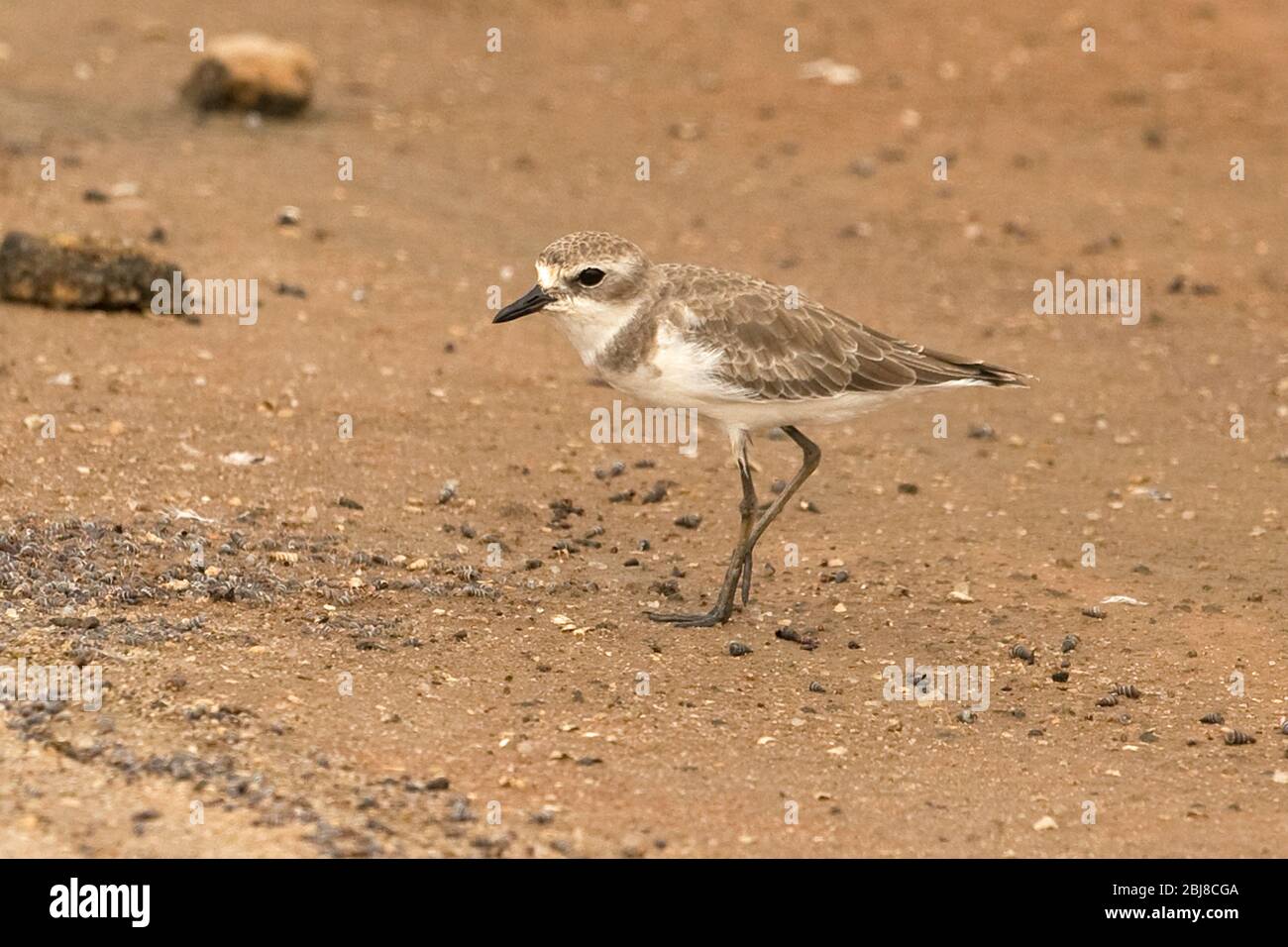 Lesser Sand Plover (Charadrius mongolus) Stock Photo