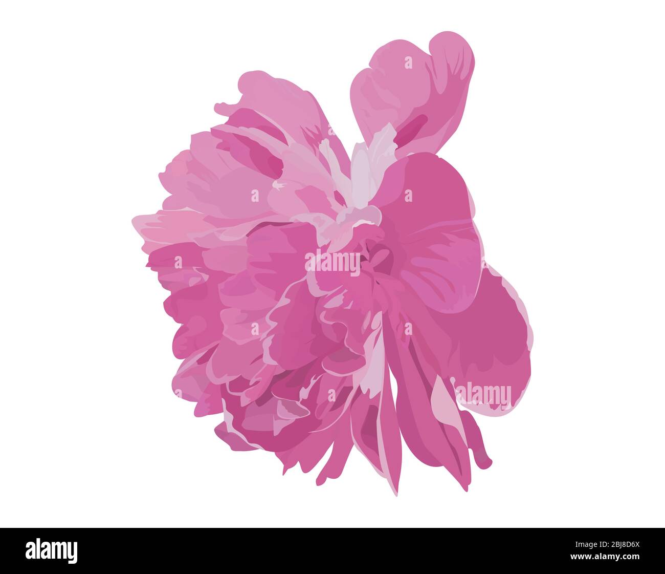pink peony, isolated painted flower on white background Stock Vector ...