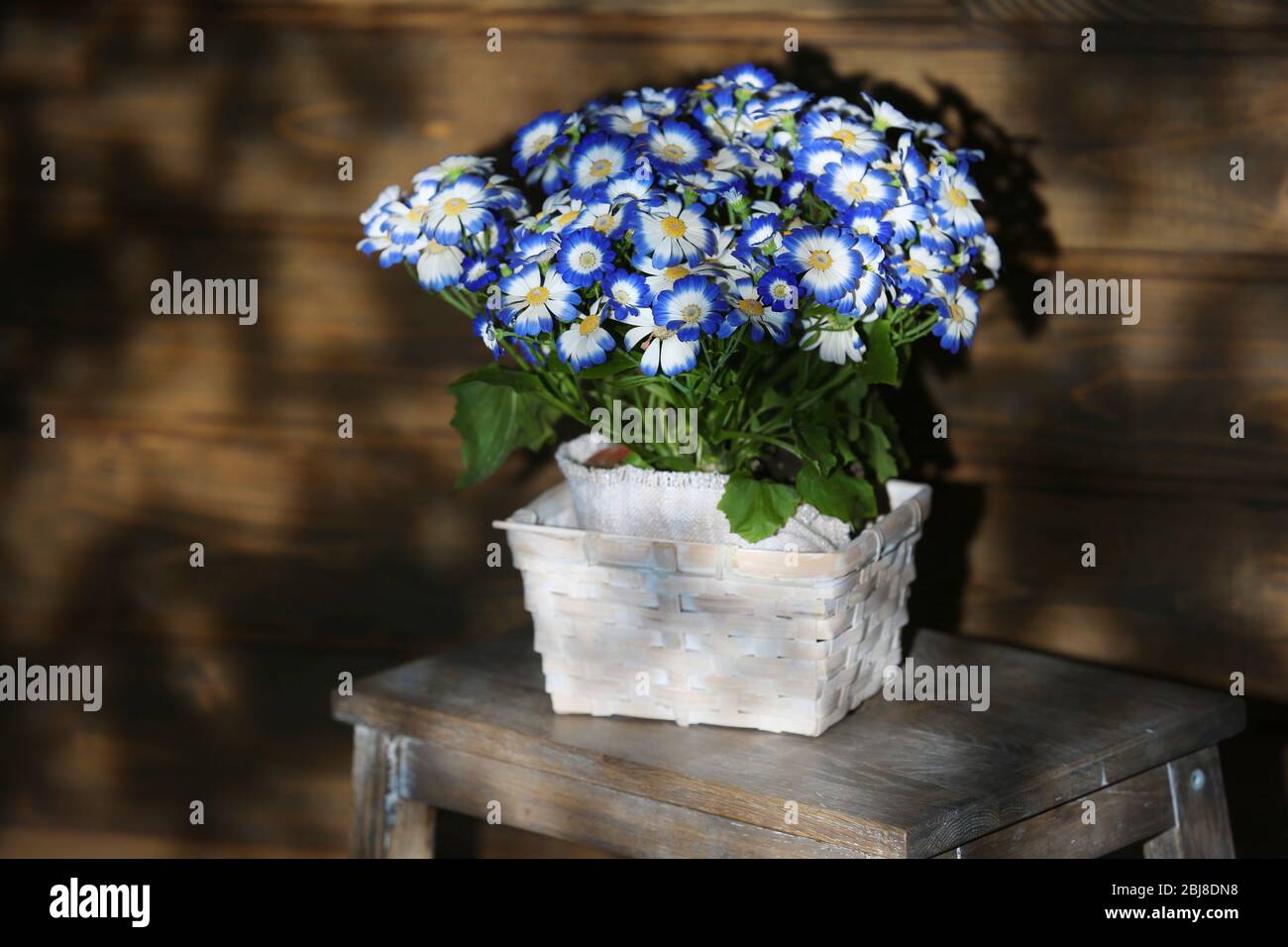 Fresh cinerarias in a basket on wooden background Stock Photo