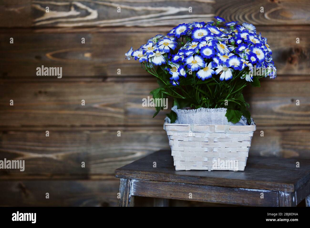 Fresh cinerarias in a basket on wooden background Stock Photo