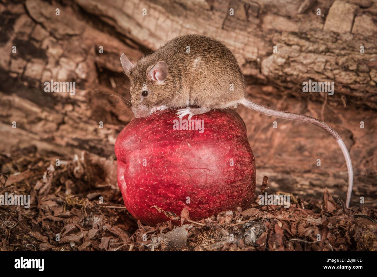 A full length portrait of a harvest mouse sitting on top of a red apple. Stock Photo