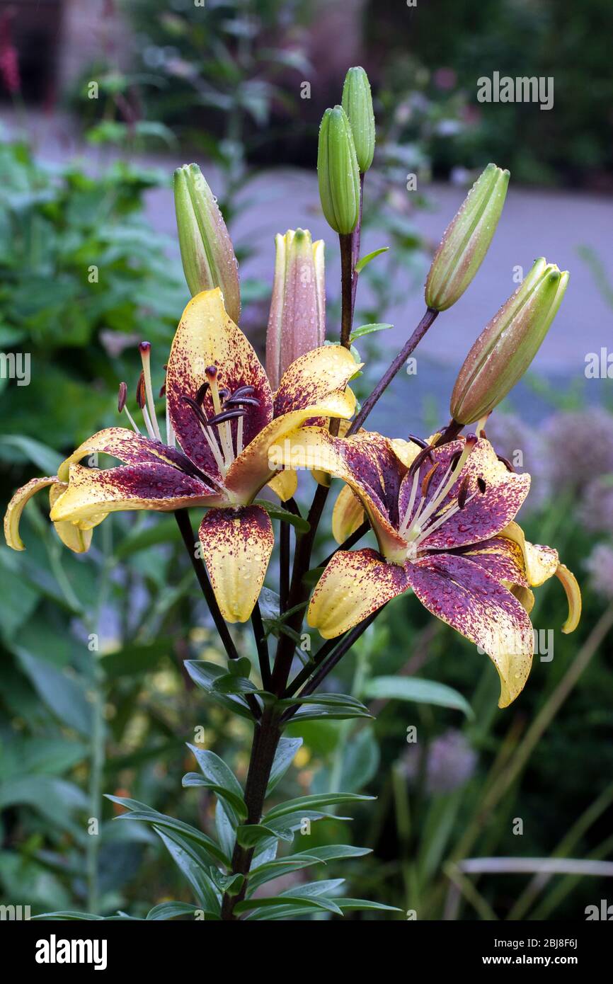 Two beautiful yellow and brown lily flowers forming V-shape in the frame,  multiple buds in between main flowers and background Stock Photo - Alamy