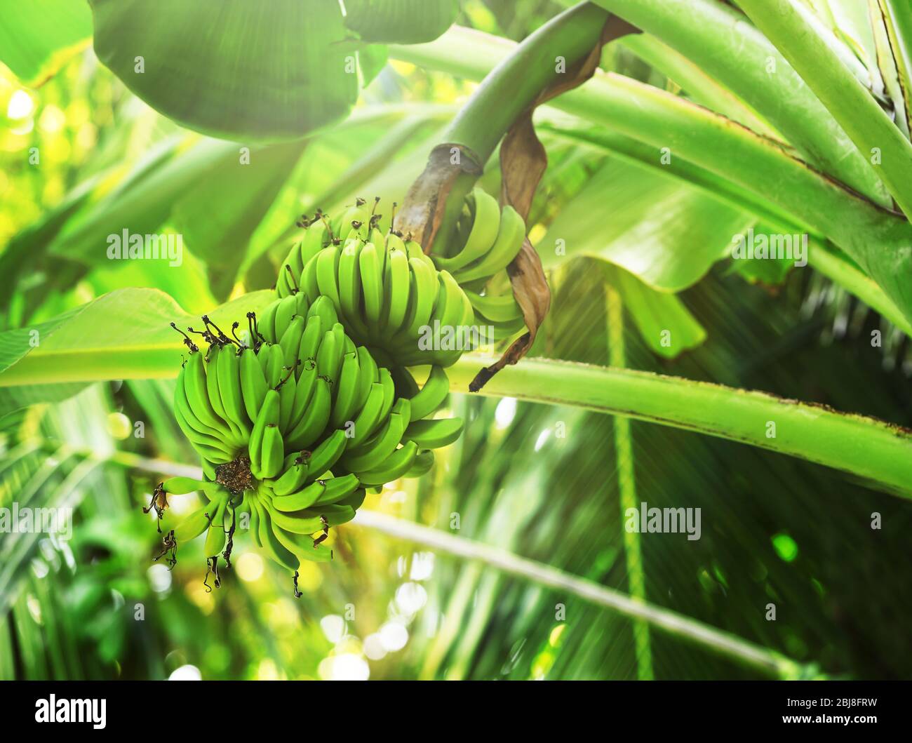 Banana tree in a daytime Stock Photo Alamy