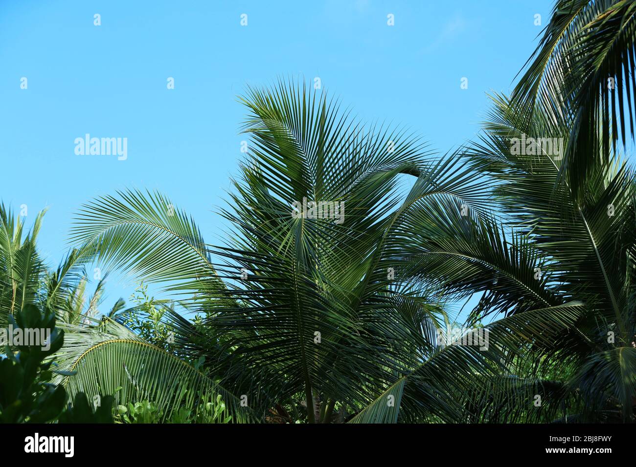 Tropical trees in exotic forest Stock Photo Alamy