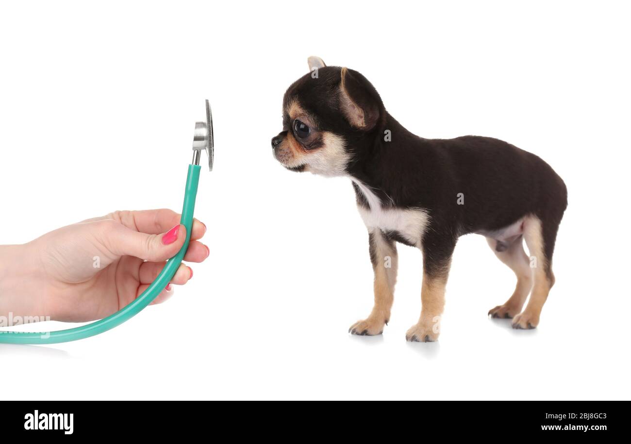 Chihuahua brush cheap
