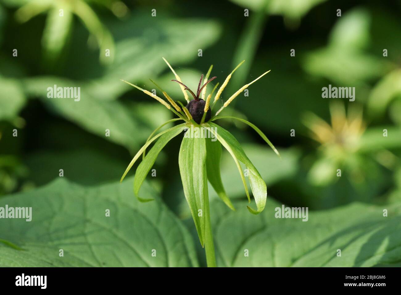 A rare Herb Paris flowering plant, Paris quadrifolia, growing in woodland in the UK. Stock Photo