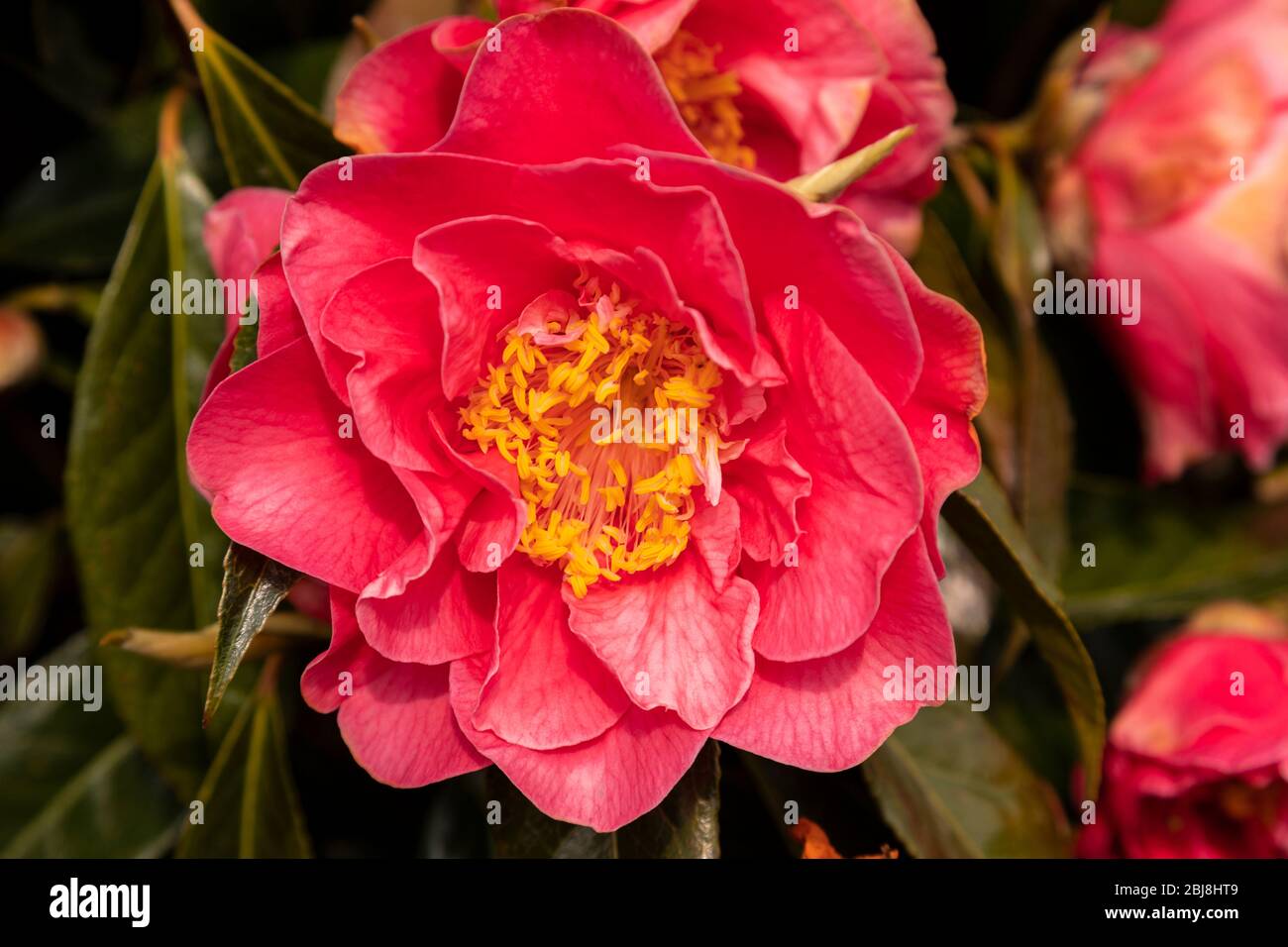 Peony flower with red petals and yellow stamen Stock Photo