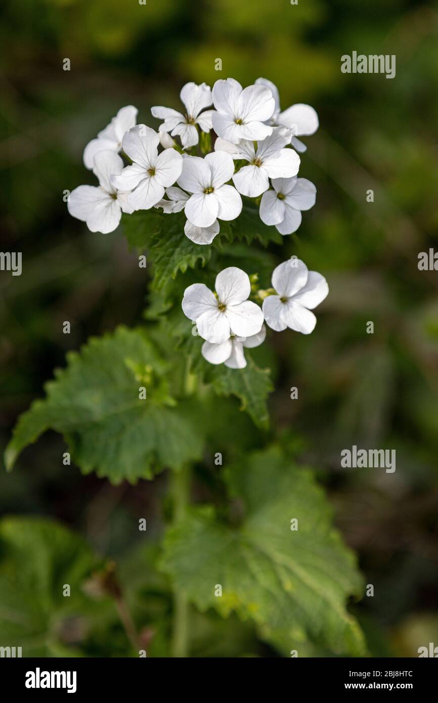 White four petal hedgerow wildflower, North Wales Stock Photo Alamy
