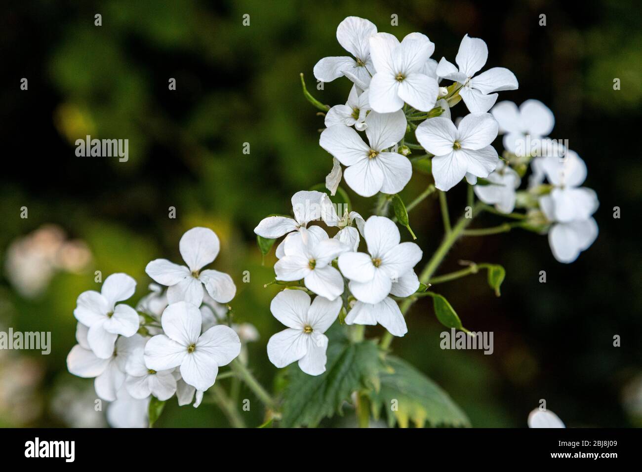 White four petal hedgerow wildflower, North Wales Stock Photo