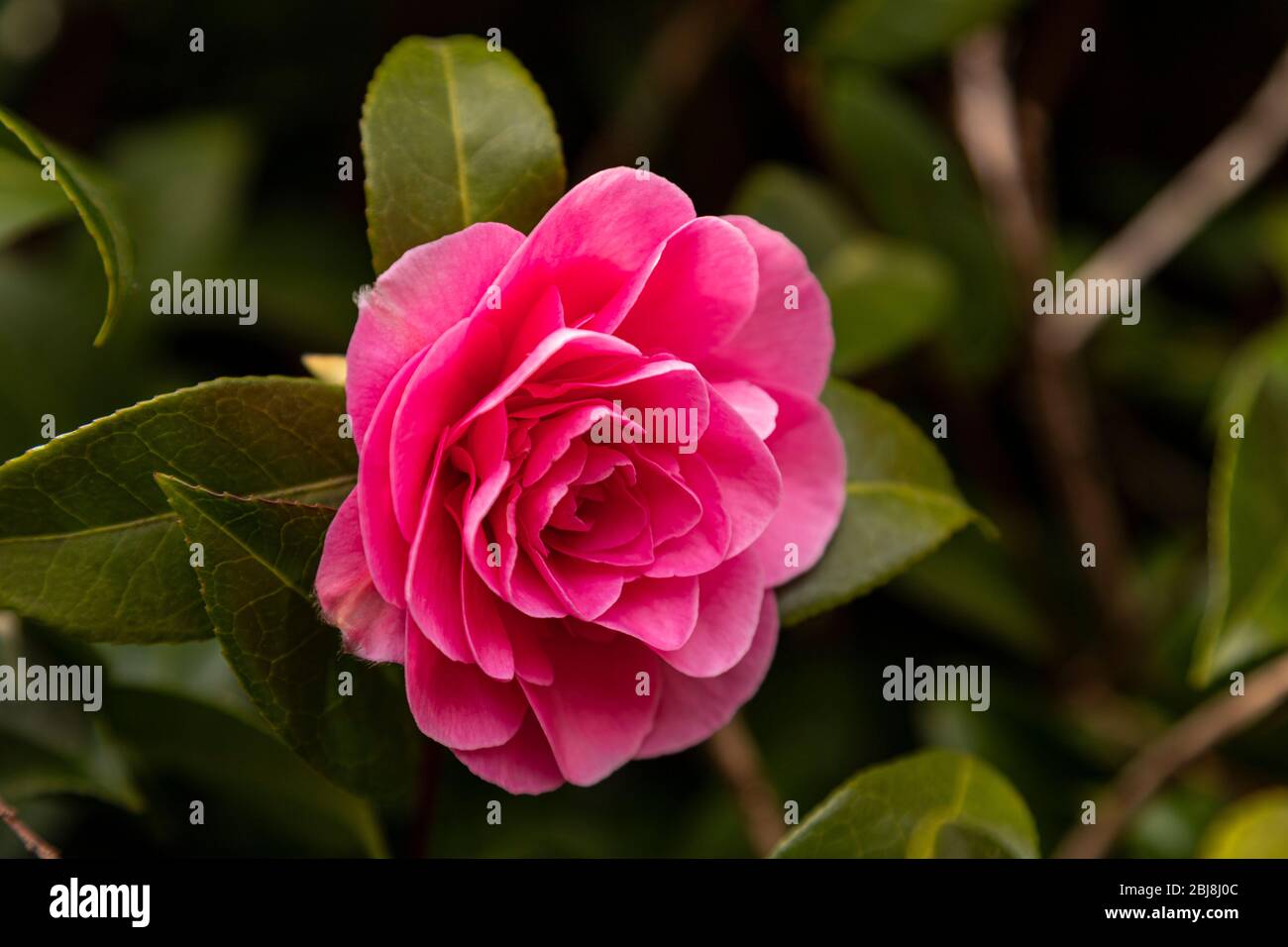 Garden flower with pink petals Stock Photo