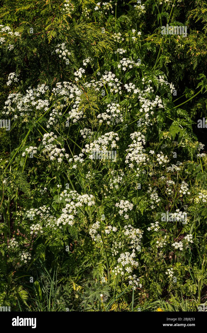 Cow Parsley wildflowers in spring Stock Photo