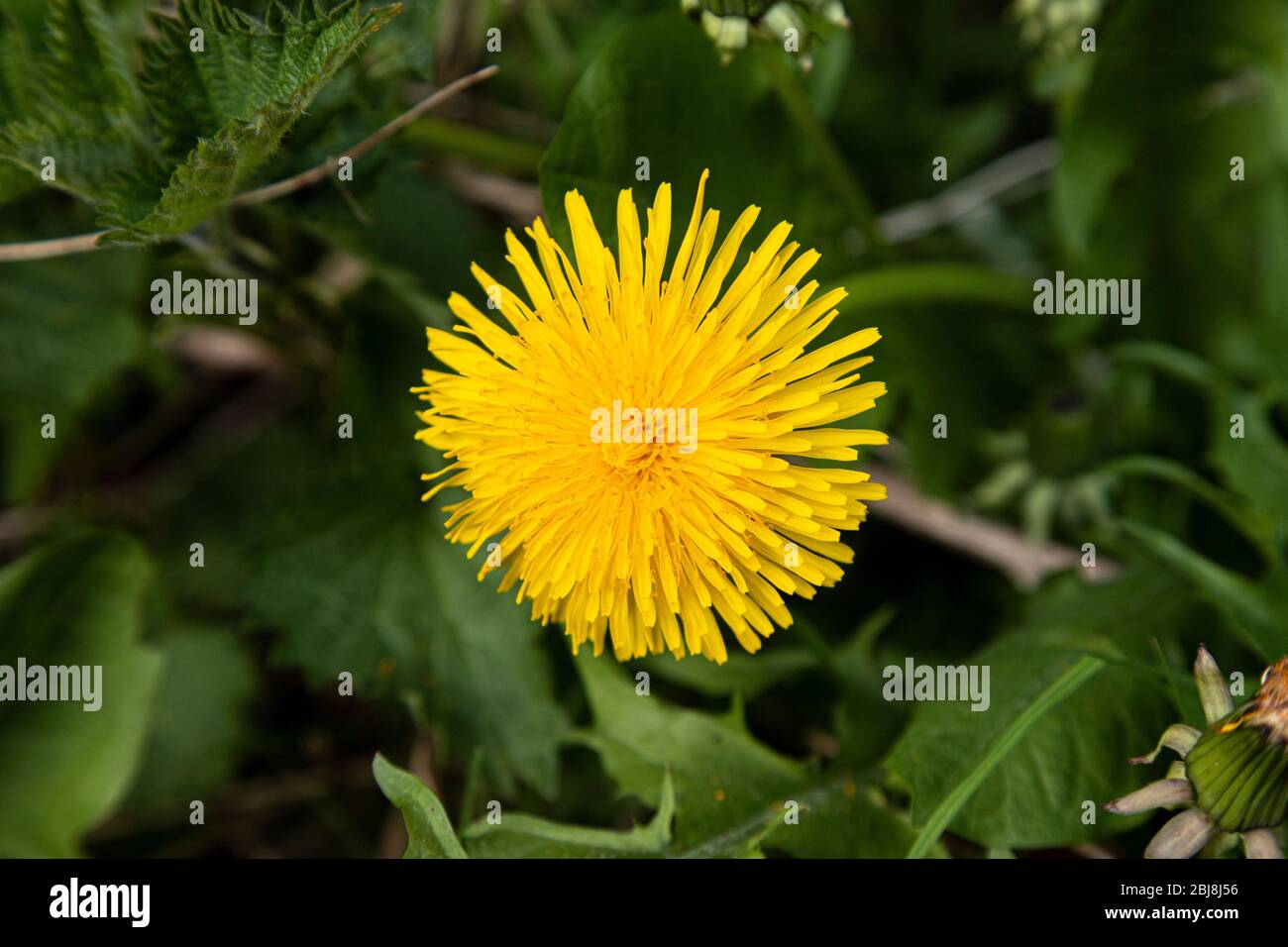 Yellow Dandelion flower in spring Stock Photo