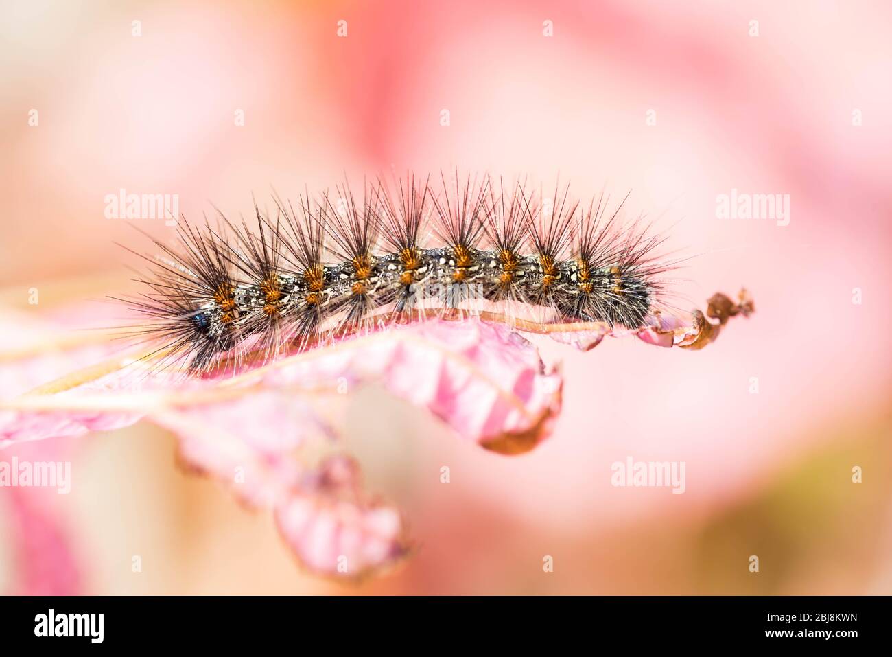 A hairy and itchy caterpillar rests on a pink leaf. Macro close up shot. Stock Photo