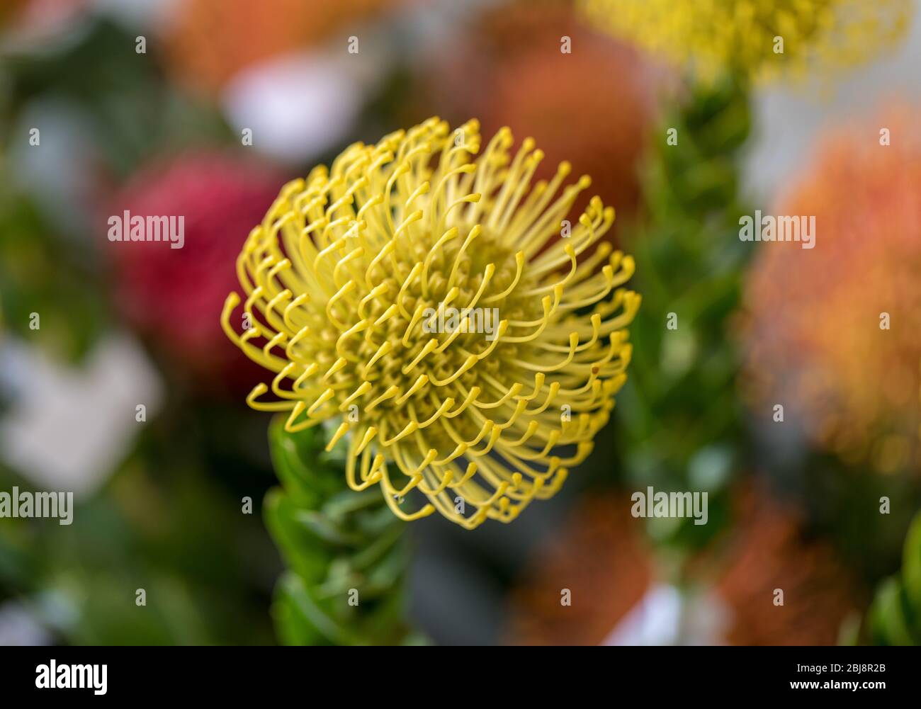 yellow flower of Pincushions or Leucospermum condifolium Stock Photo