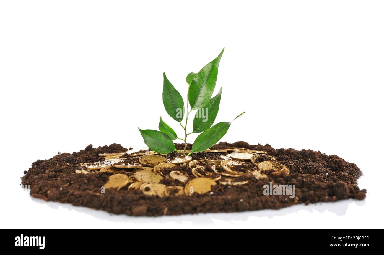 Pile of coins in soil with young plant isolated on white Stock Photo ...