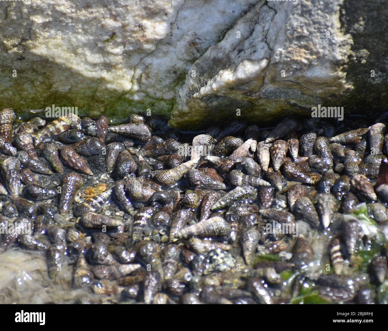 Scores of Japanese mud snail (Batillaria attramentaria) cover the mud