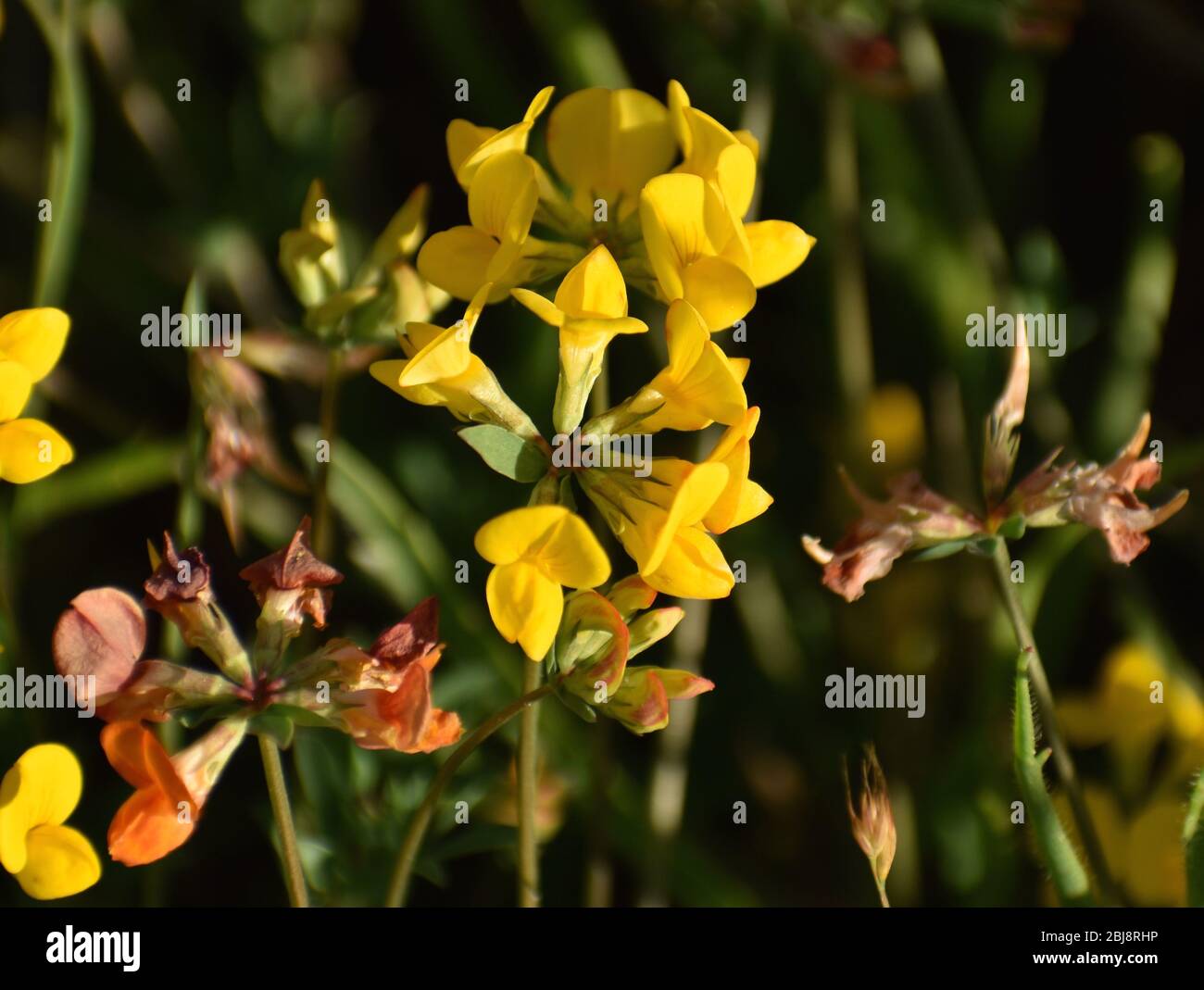 The yellow flowers of birdsfoot trefoil (Lotus corniculatus), fading to orange as they age, in the evening sun along Elkhorn Slough in California Stock Photo
