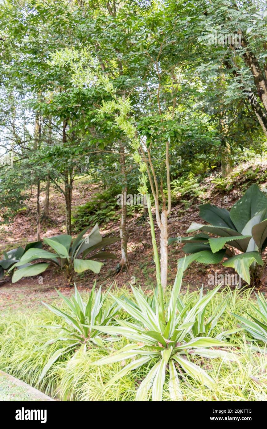 Plants of the tropical forest and park Perdana Botanical Gardens in