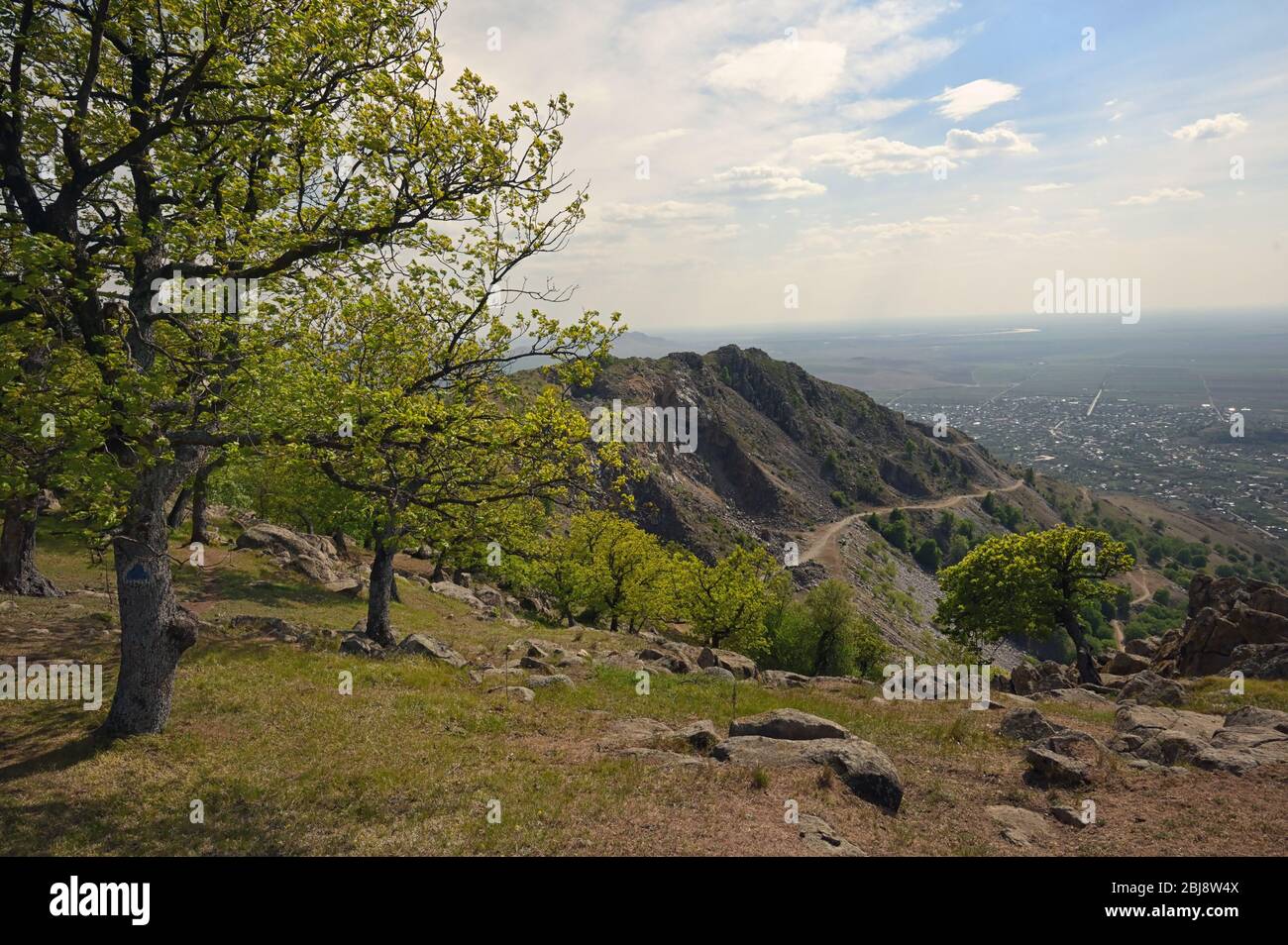 Spring Trees on the top of the Roumanian Mountain Stock Photo
