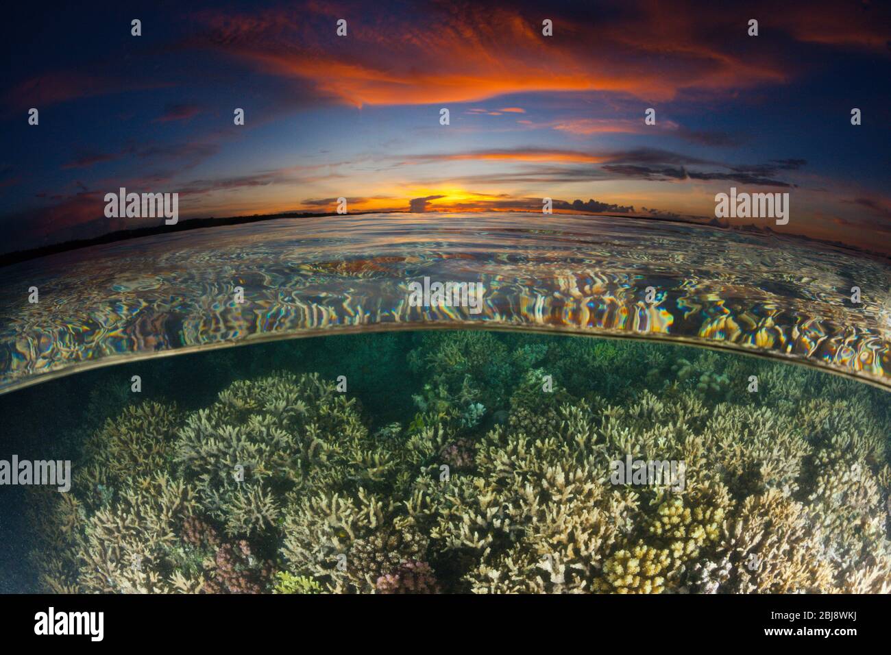 Coral Reef at Sunset, New Ireland, Papua New Guinea Stock Photo