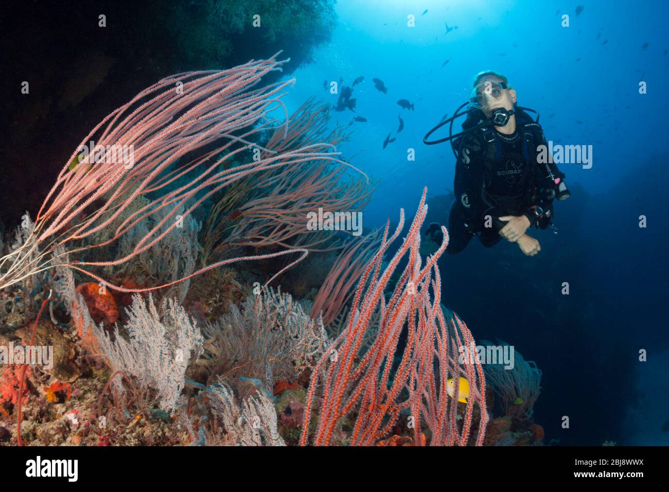 Scuba Diver over Coral Reef, New Ireland, Papua New Guinea Stock Photo