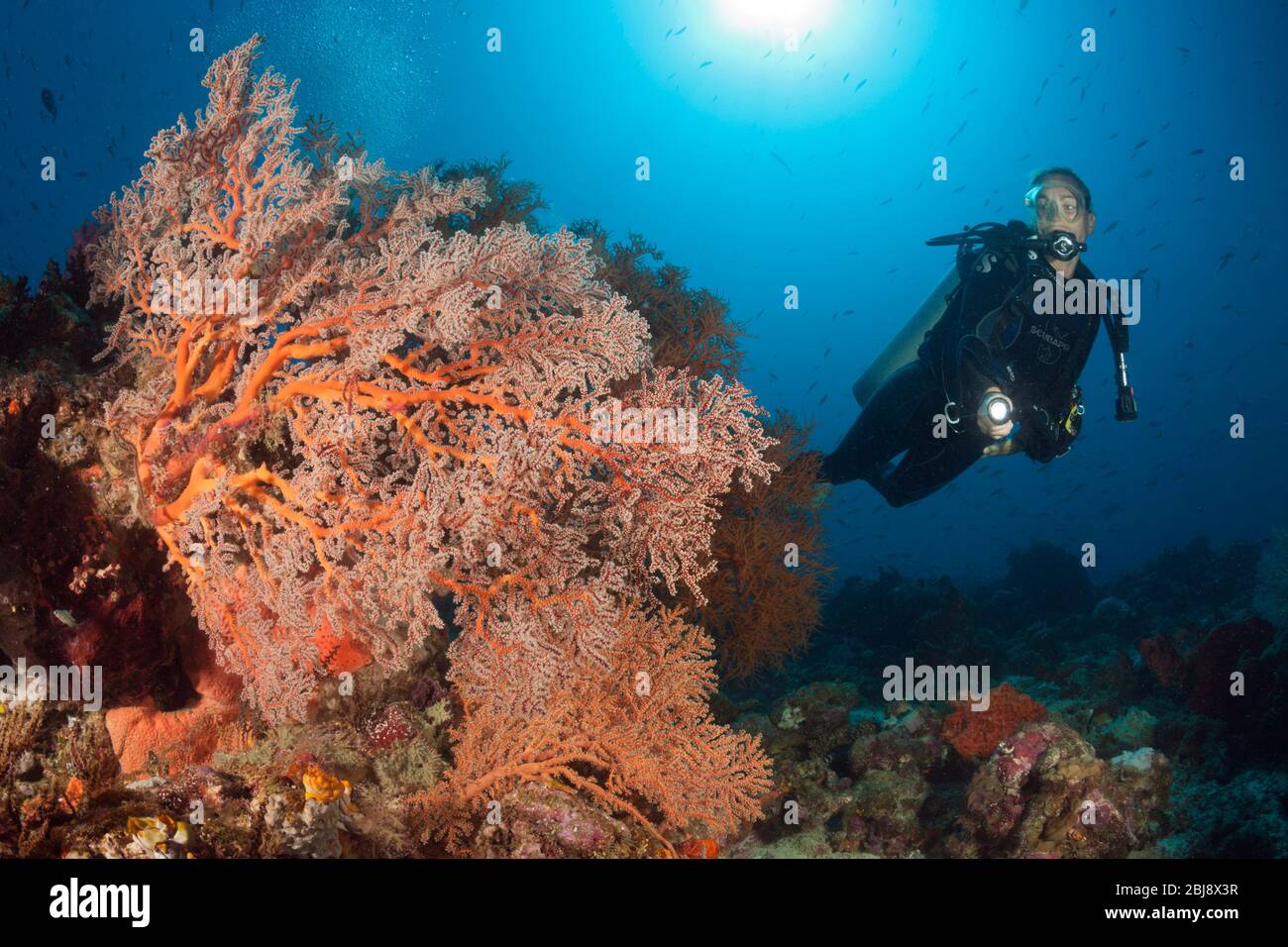 Godeffroys Soft Coral, Siphonogorgia godeffroy, New Ireland, Papua New Guinea Stock Photo