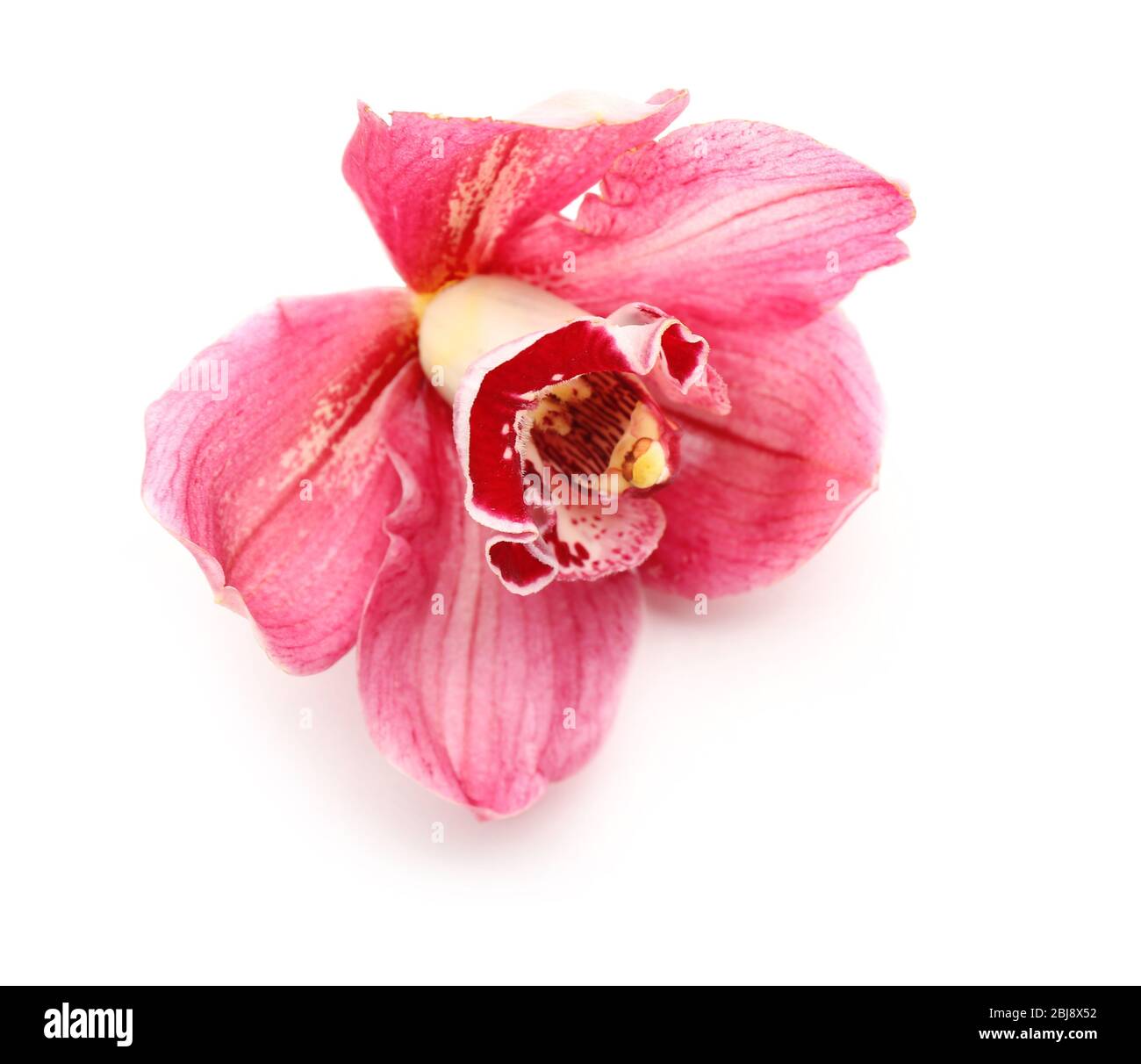 Beautiful pink orchid on white background Stock Photo - Alamy