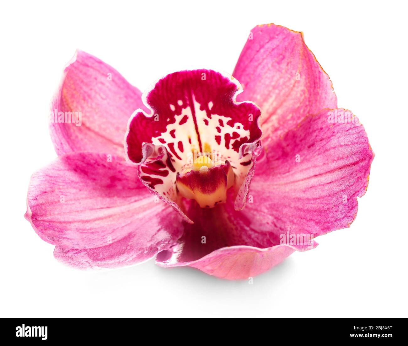 Beautiful pink orchid on white background Stock Photo - Alamy