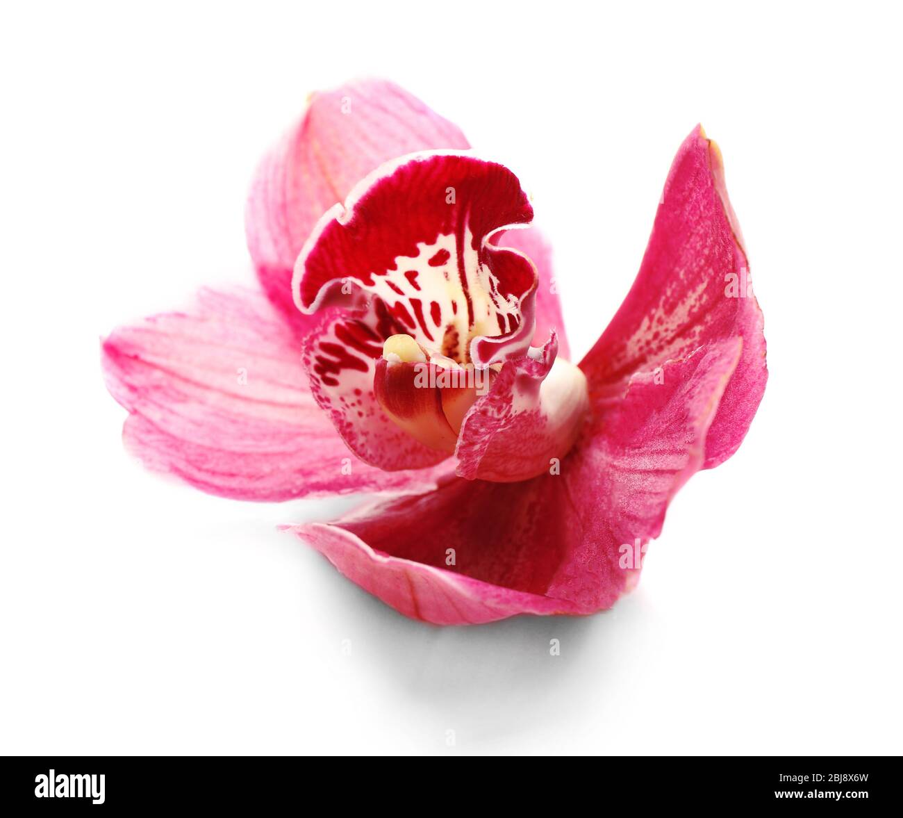 Beautiful pink orchid on white background Stock Photo - Alamy
