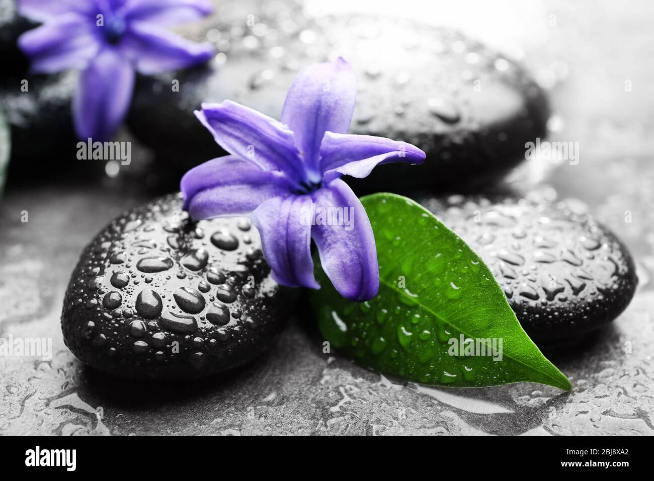 Heap of spa hot stones and flowers on grey background Stock Photo - Alamy