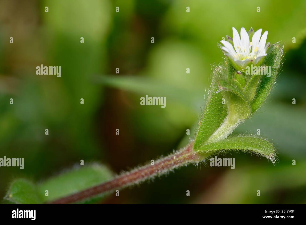 Common Mouse-ear - Cerastium fontanum  Flower, buds & hairy leaves Stock Photo