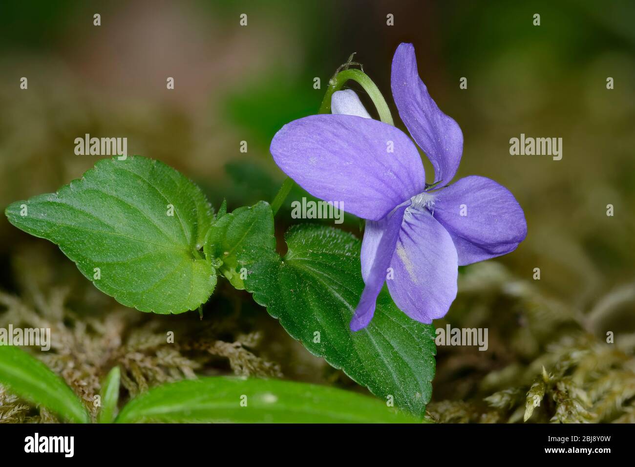 Common Dogviolet Viola riviniana Flower & Leaves Stock Photo Alamy