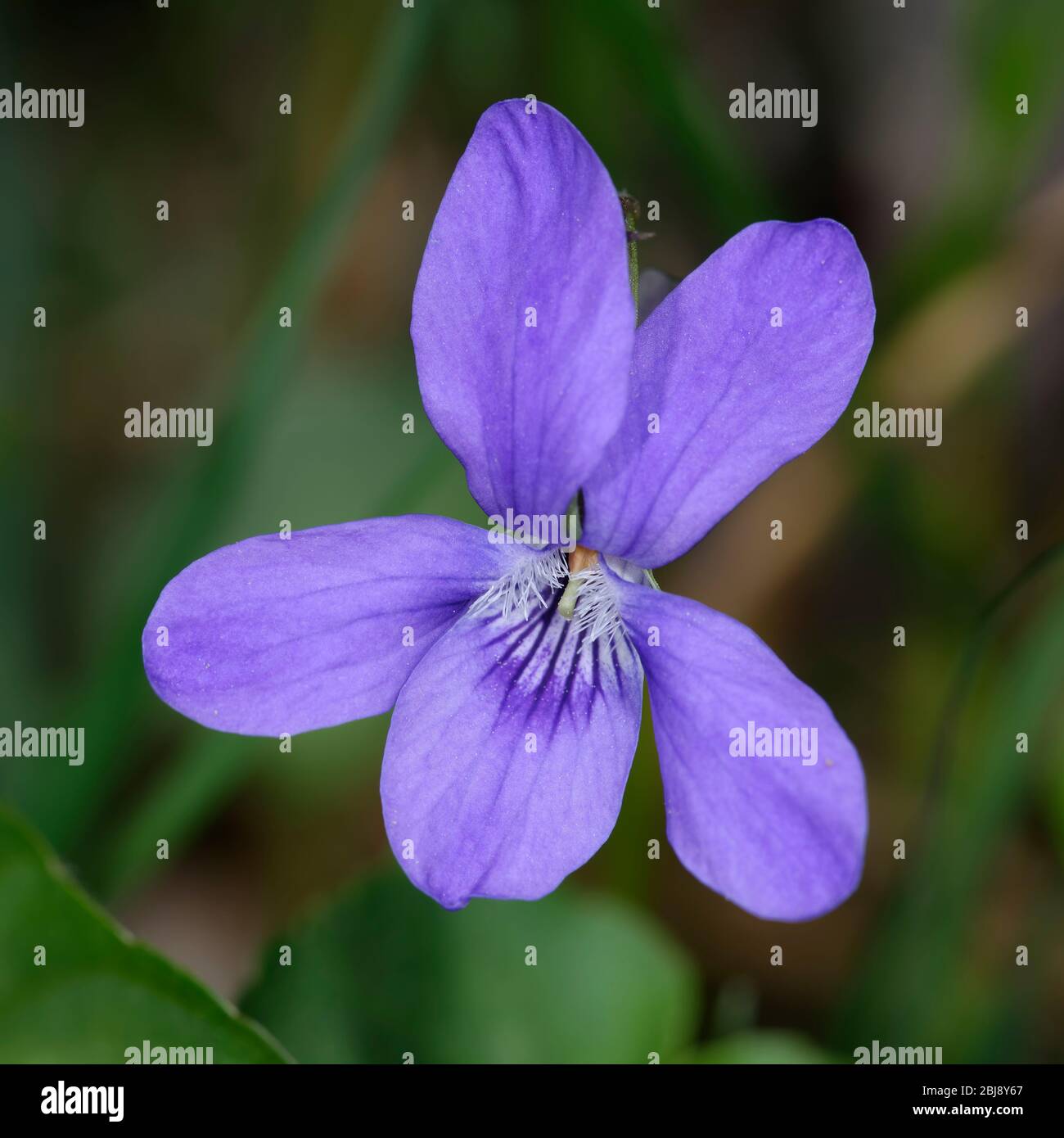 Common Dog-violet - Viola riviniana  Closeup of flower Stock Photo