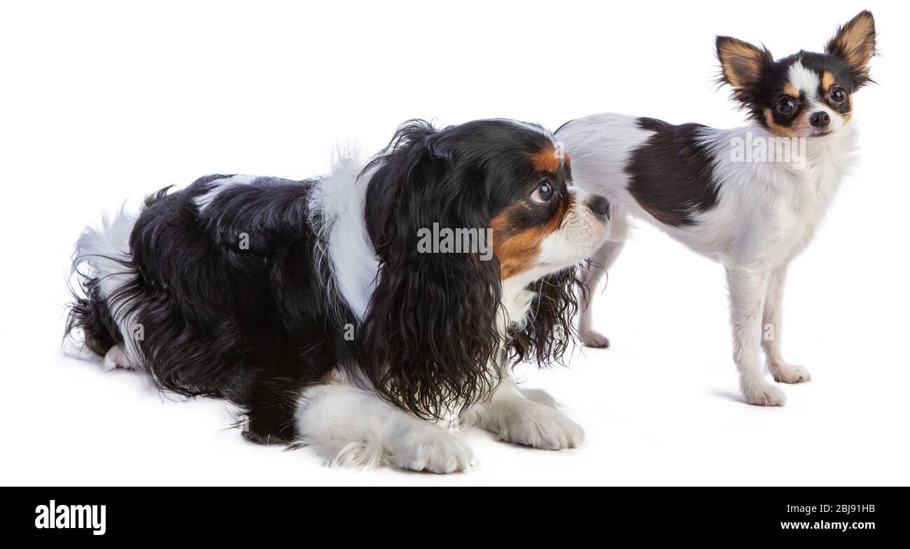 Cavalier king Charles spaniel with Chihuahua on white background Stock Photo Alamy