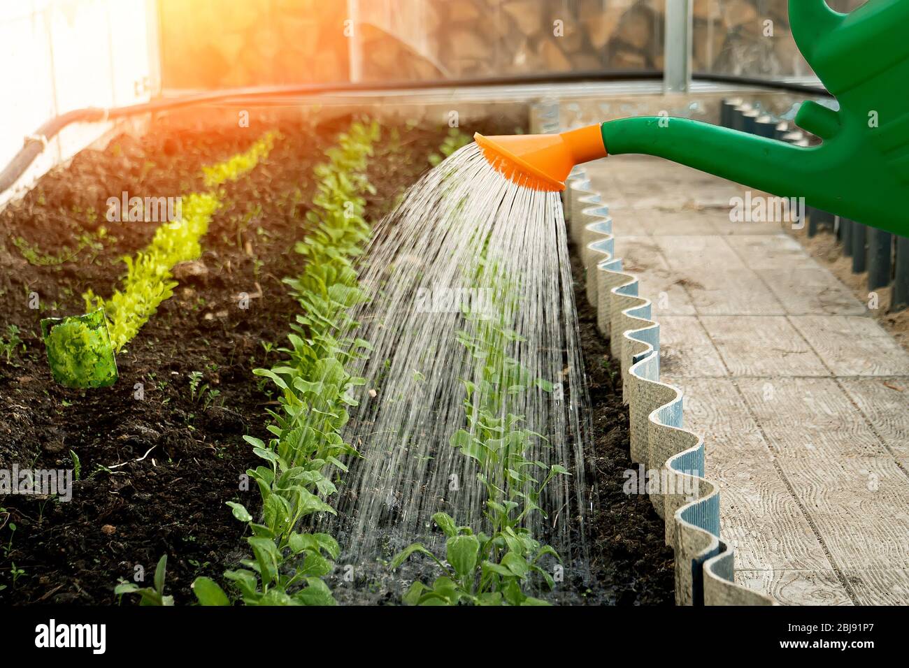 watering young seedlings from a watering can Stock Photo Alamy
