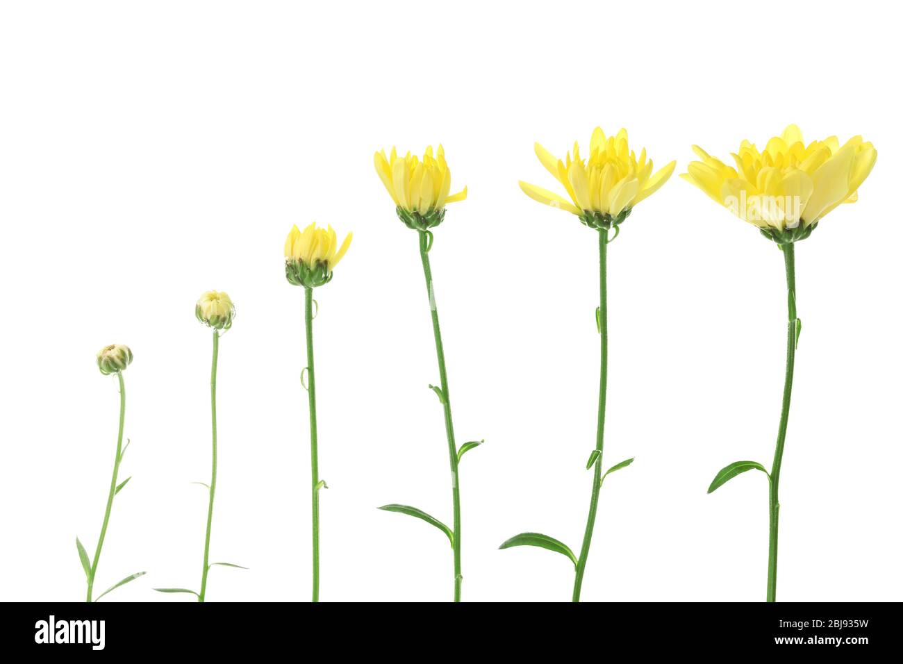 Flower Bloom Stages Hi Res Stock Photography And Images Alamy