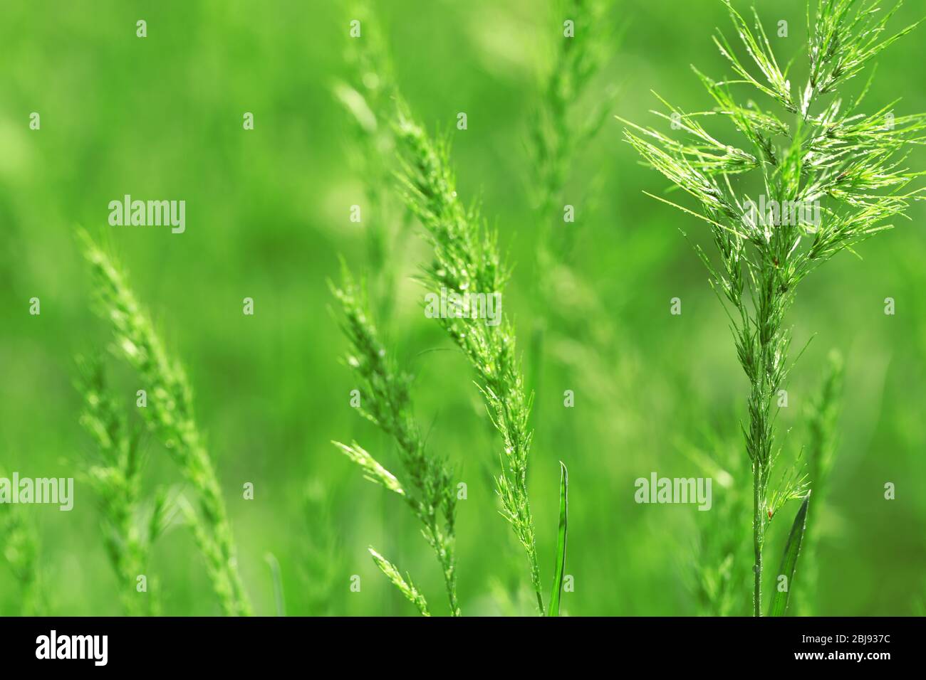 Lush vegetation in garden spikelets hi-res stock photography and images ...