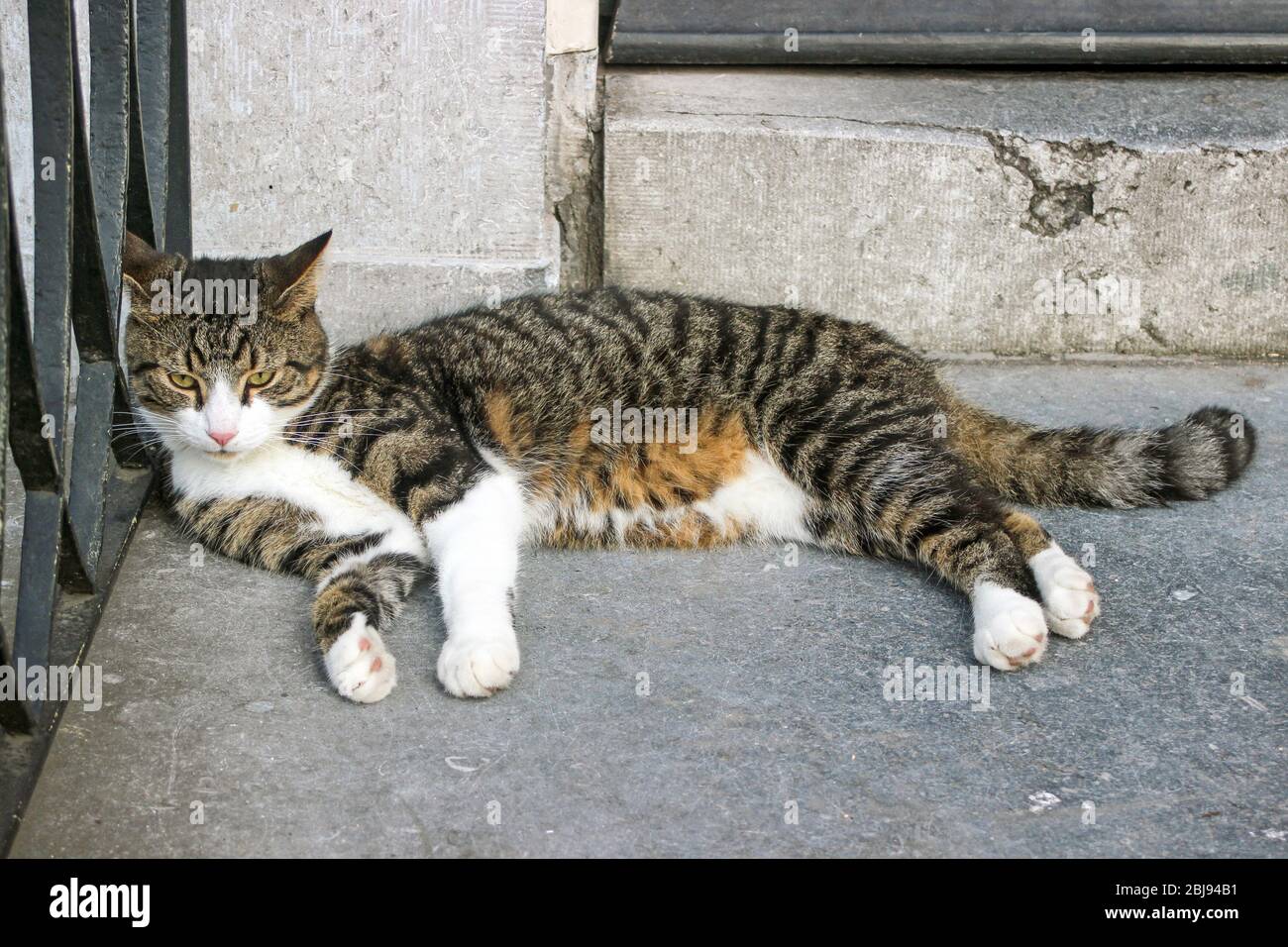 Semi-feral city cat napping on stairs in Amsterdam, Netherlands Stock Photo