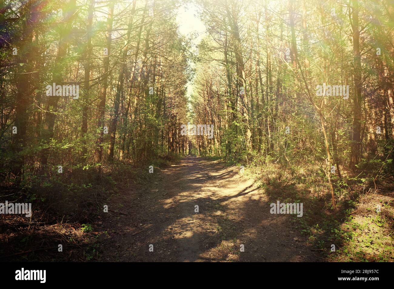 Way through the green forest Stock Photo - Alamy