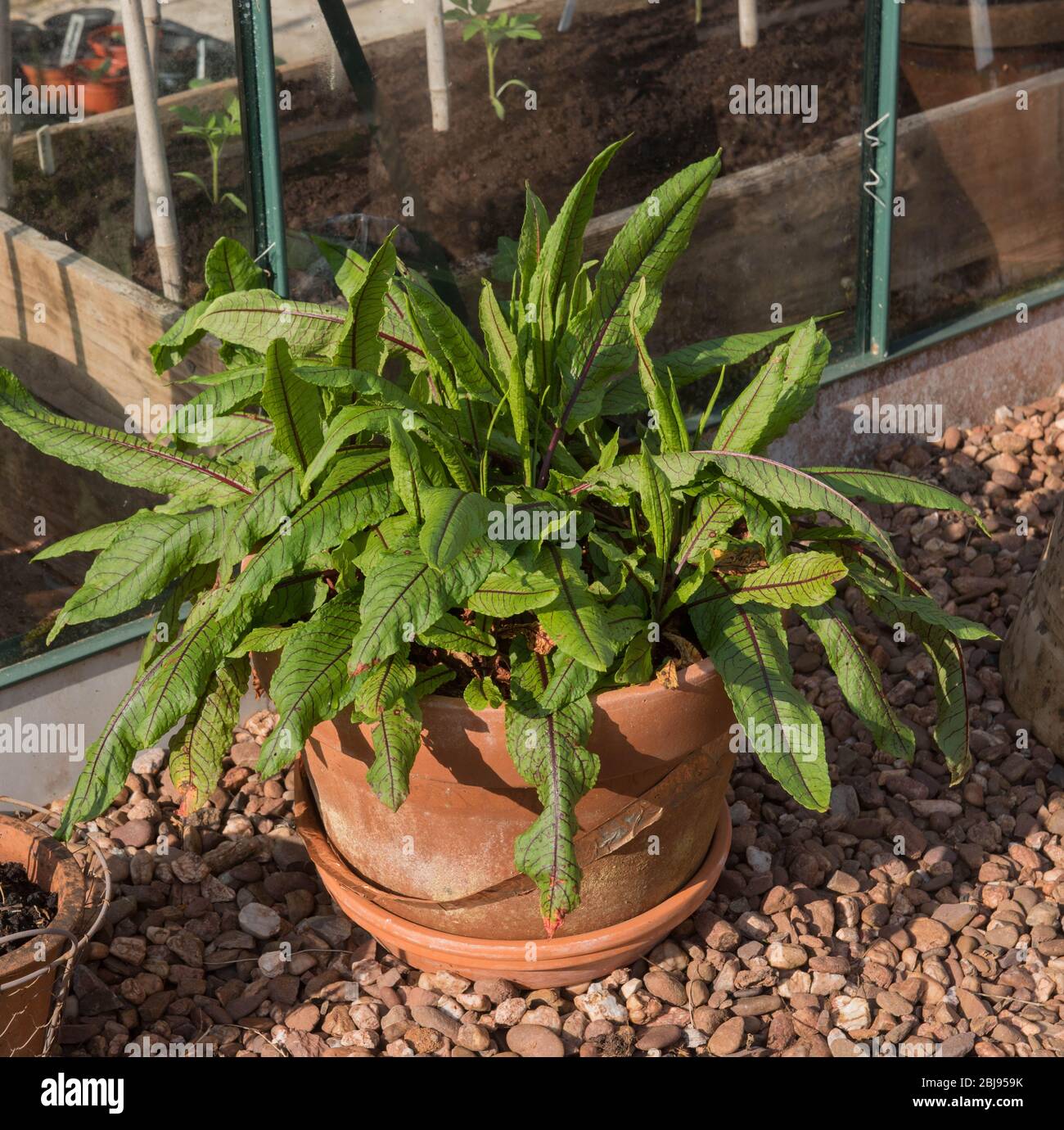 Red Veined Sorrel Culinary Herb (Rumex sanguineus var. sanguineus) Growing in a Terracotta Pot on an Allotment in a Vegetable Garden in Rural Devon Stock Photo
