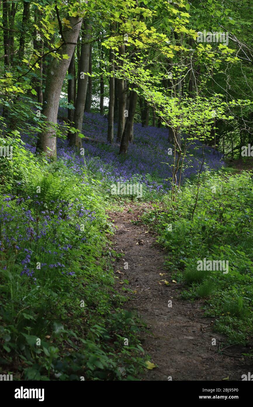 English forests and woodlands hi-res stock photography and images - Alamy