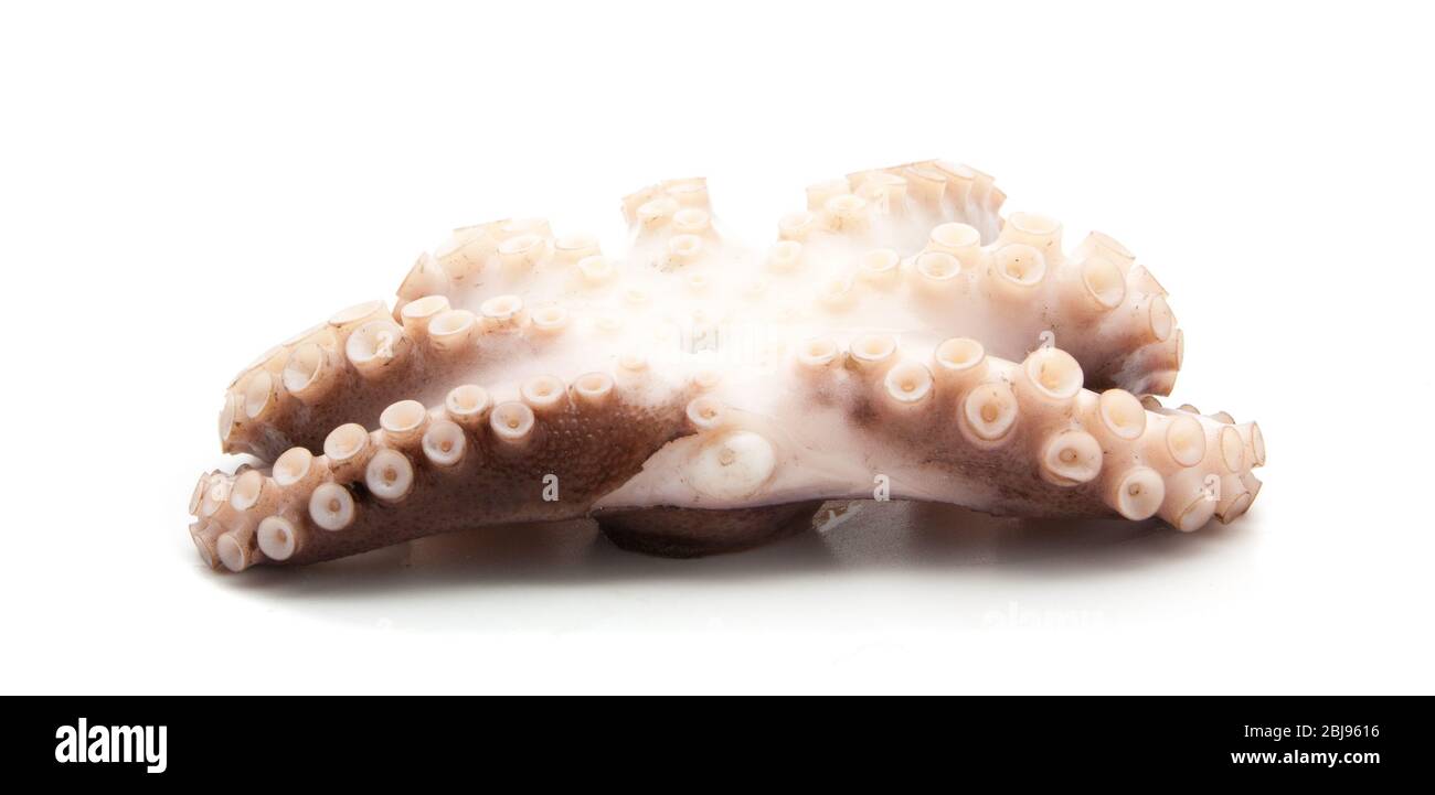 tentacles of octopus isolated on white background Stock Photo - Alamy