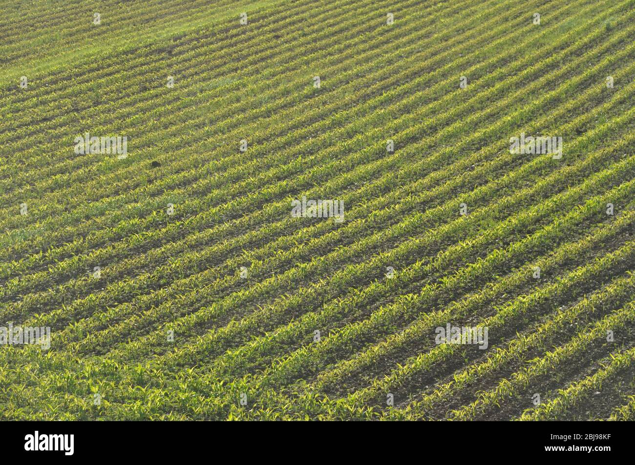 Corn field in Spring in Brittany Stock Photo - Alamy