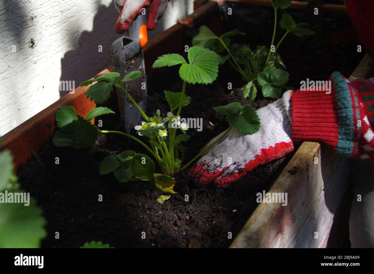 Planting strawberry hires stock photography and images Alamy