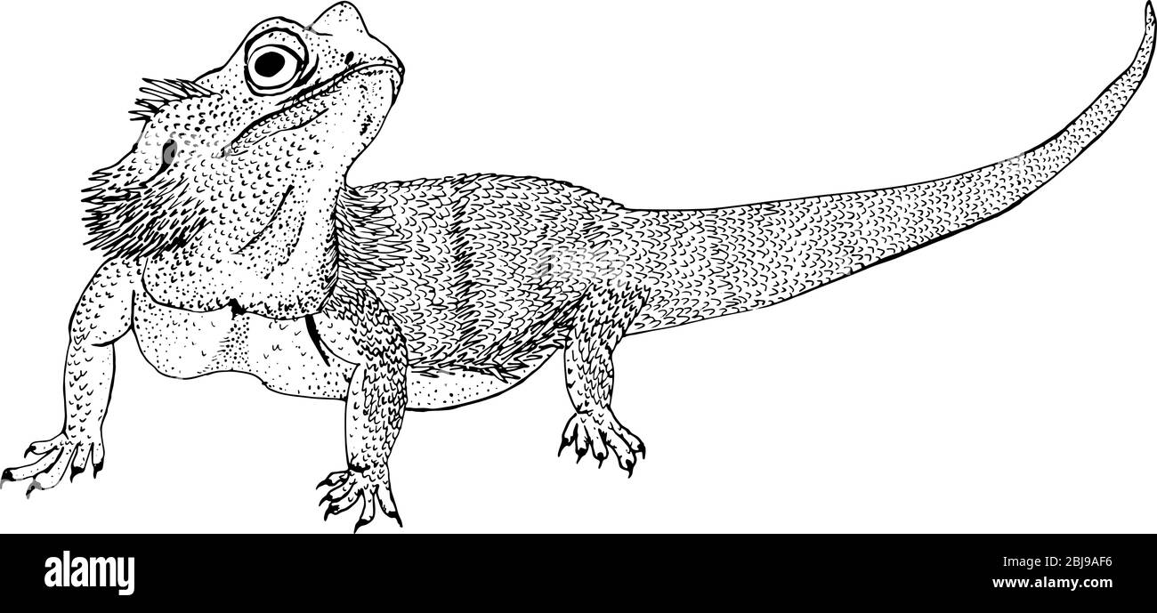 Eastern Bearded dragon or Pogona barbata lizard sketch style vector illustration. Hand drawn engraving imitation. Stock Vector